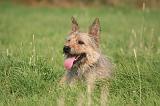 BOUVIER DES ARDENNES 392